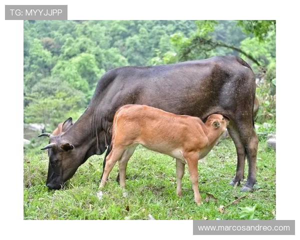 乐投app官网下载：支持多平台操作，手机电脑同步体验乐投精彩赛事